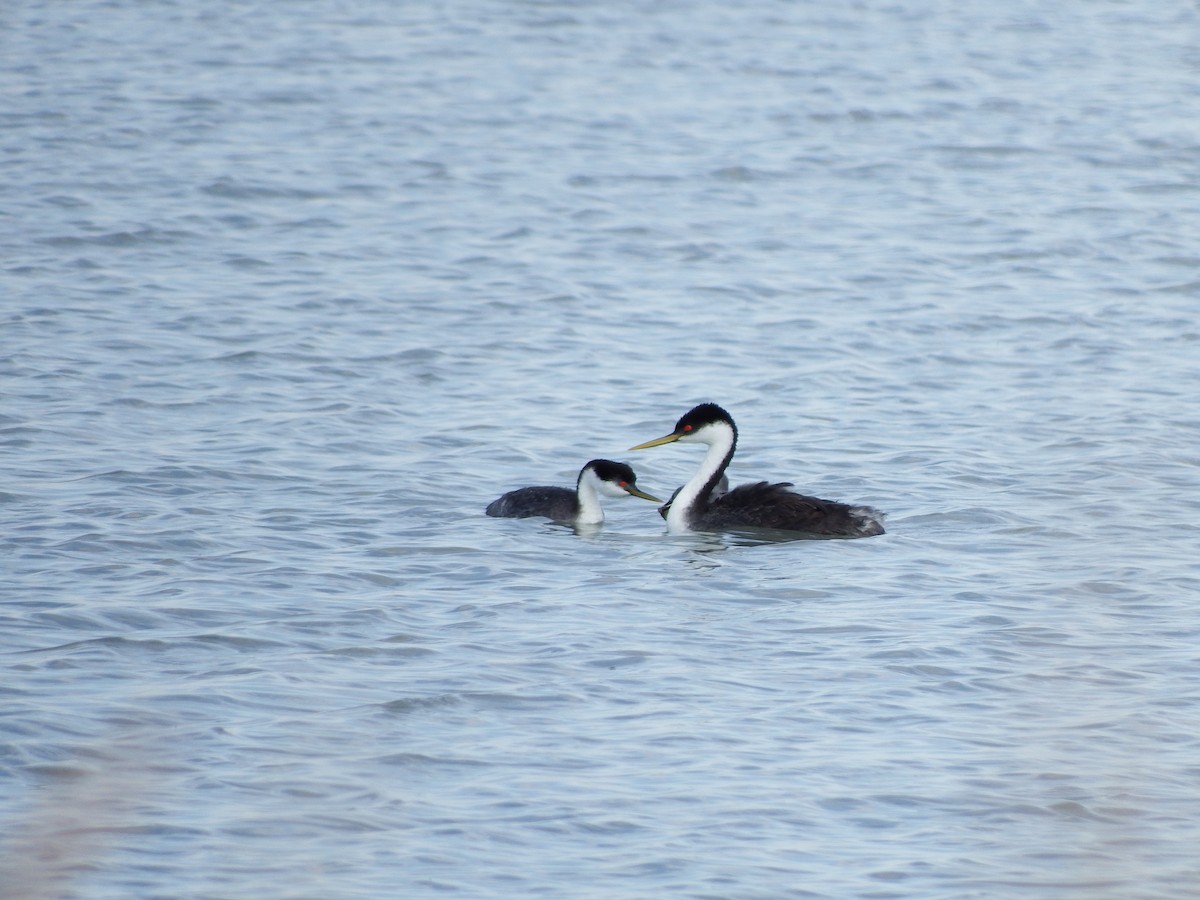 Western Grebe - ML623774776