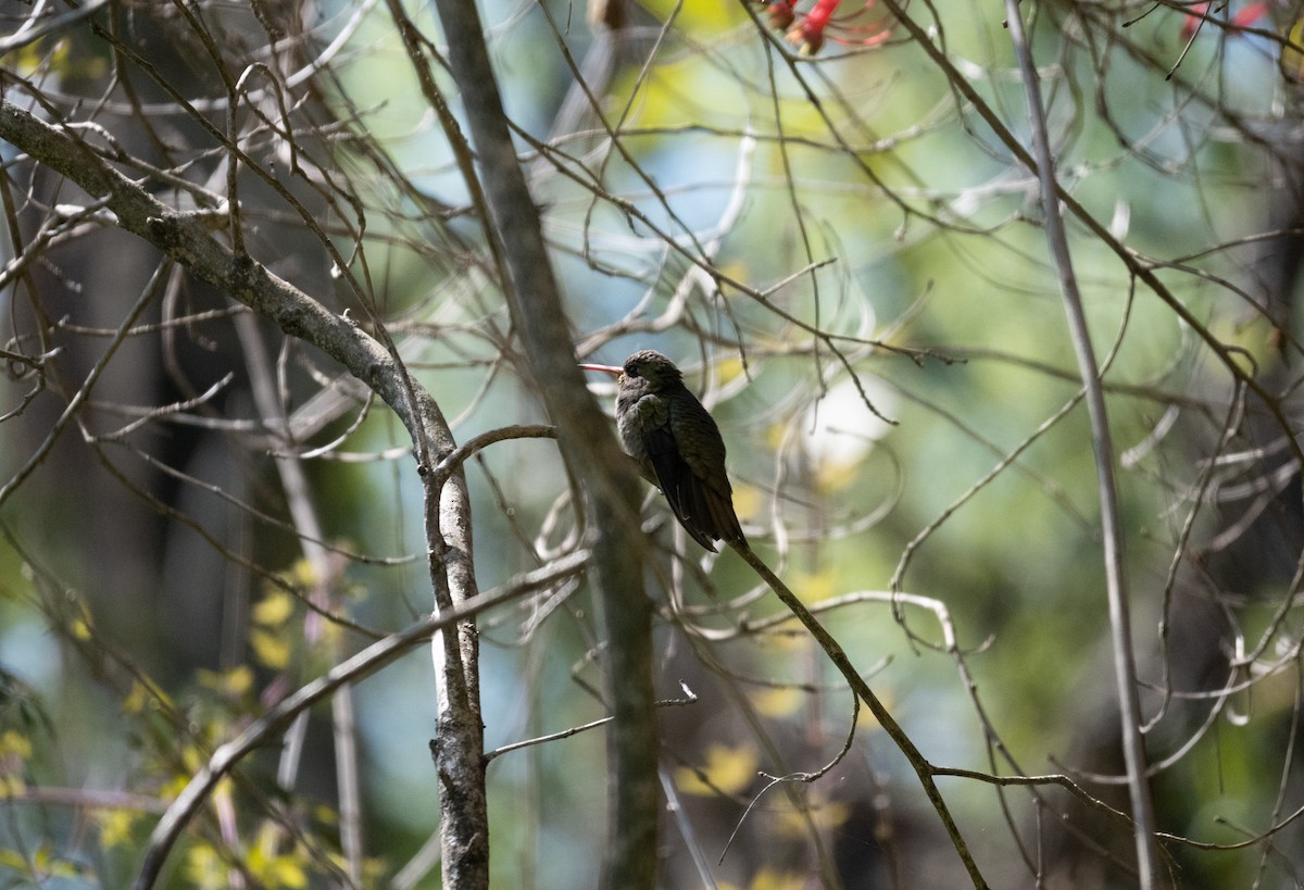 Gilded Hummingbird - ML623774780