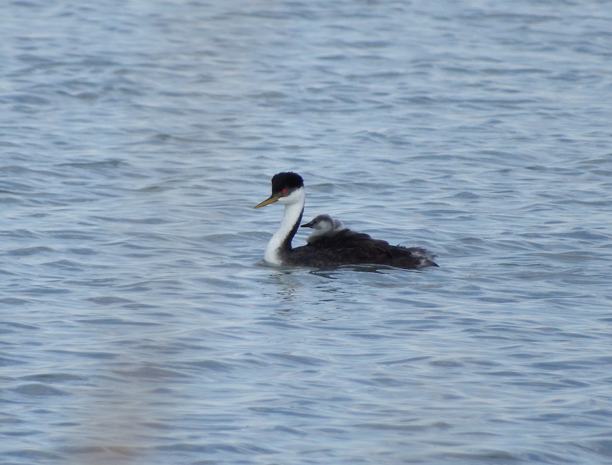 Western Grebe - ML623774796