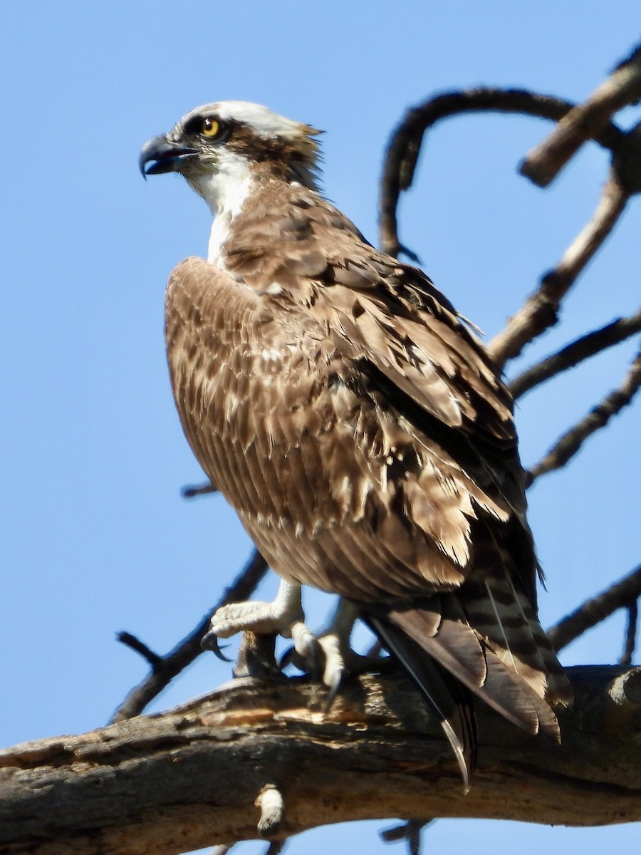 Osprey - ML623774801