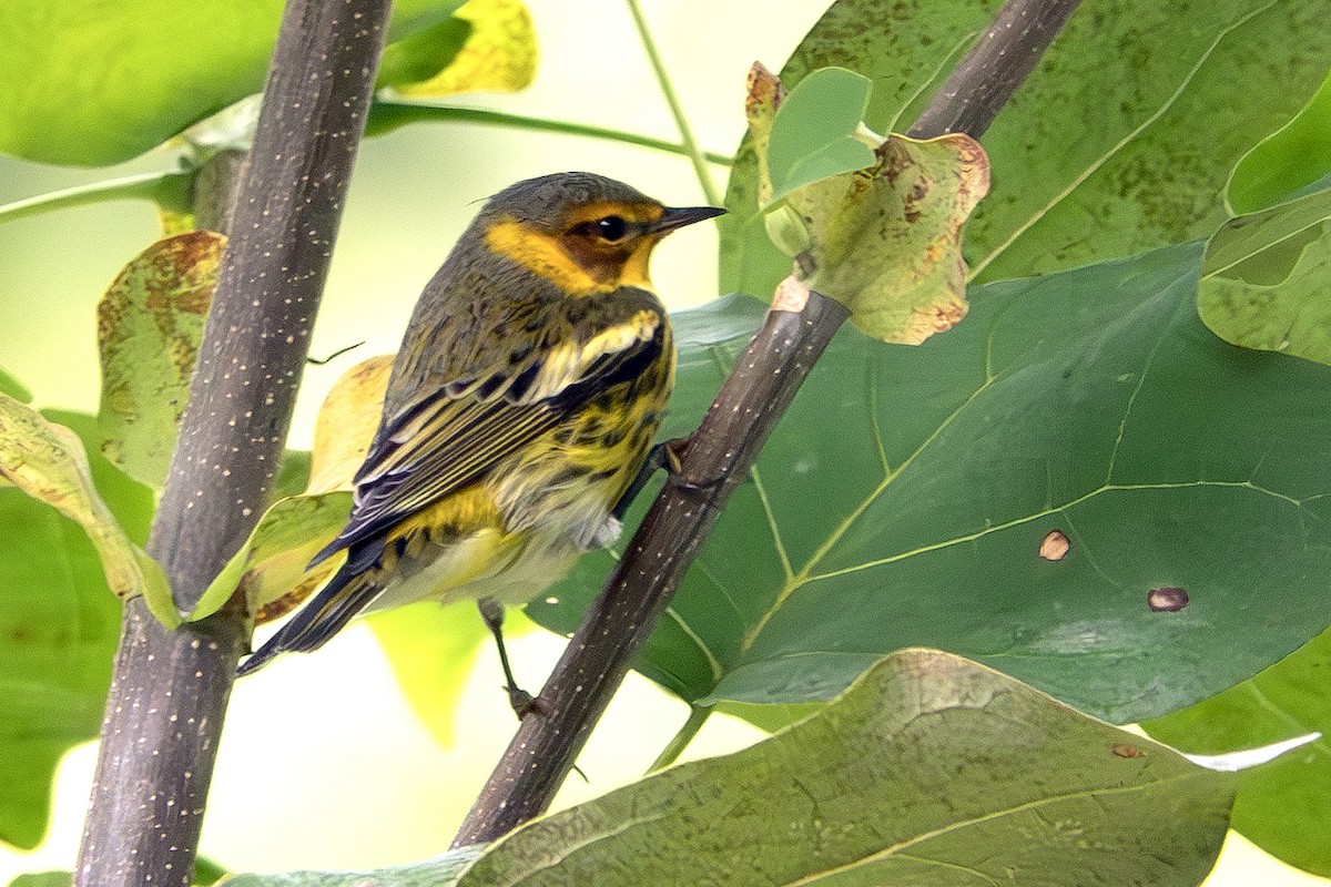 Cape May Warbler - Vic Laubach