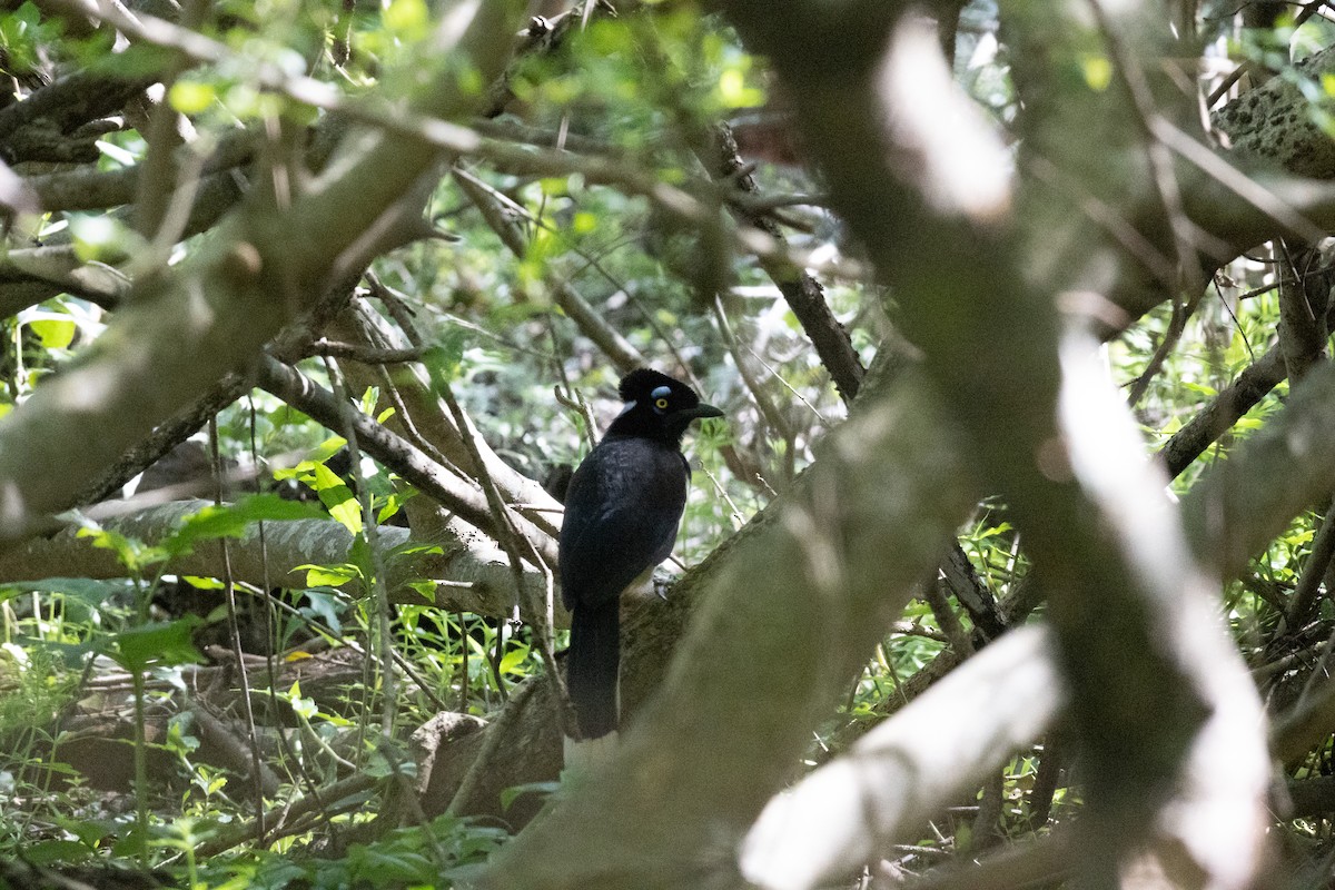 Plush-crested Jay - ML623774825