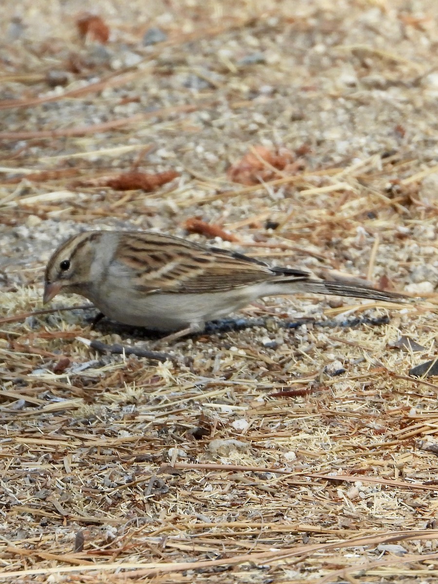 Chipping Sparrow - ML623774833