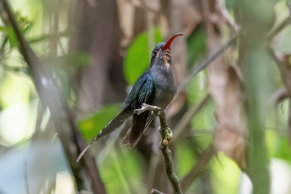 Ermitaño Verde - ML623774837