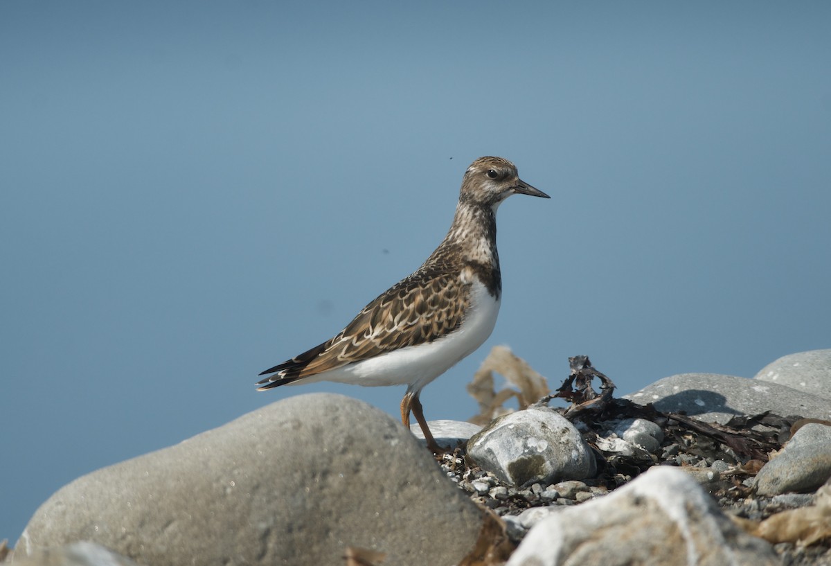 Ruddy Turnstone - ML623774842