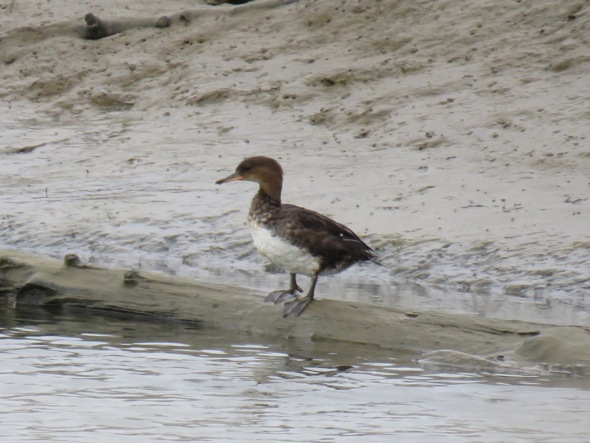 Hooded Merganser - ML623774846