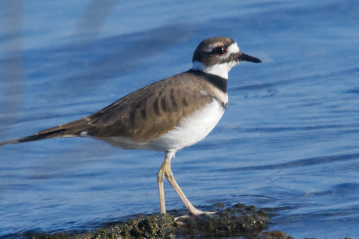 Killdeer - ML623774860