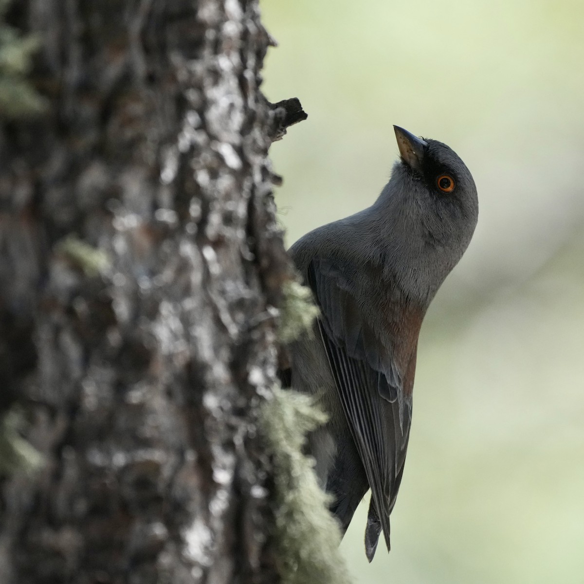 Yellow-eyed Junco - ML623774868