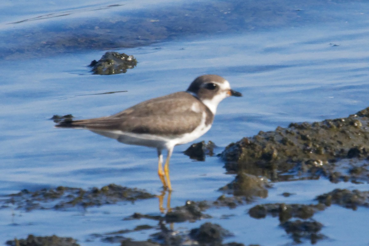 Semipalmated Plover - ML623774876