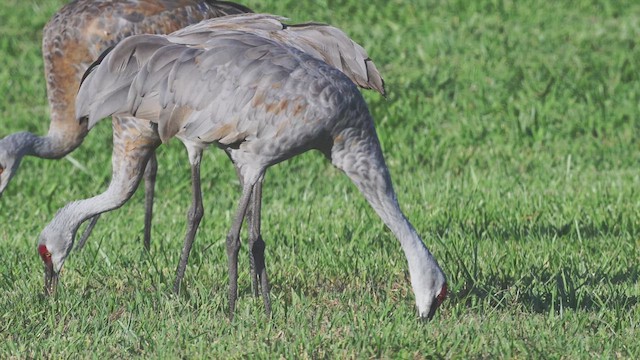 Орог тогоруу - ML623774901