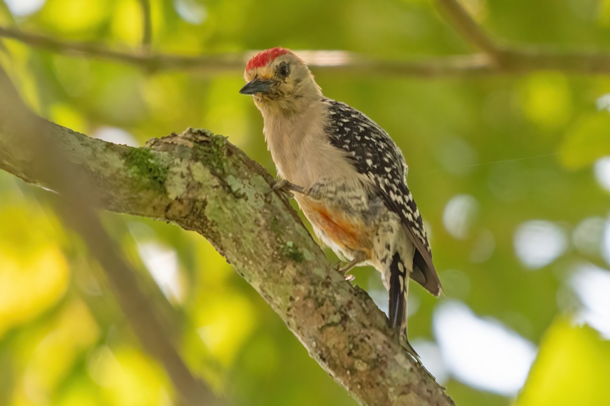 Red-crowned Woodpecker - ML623774903