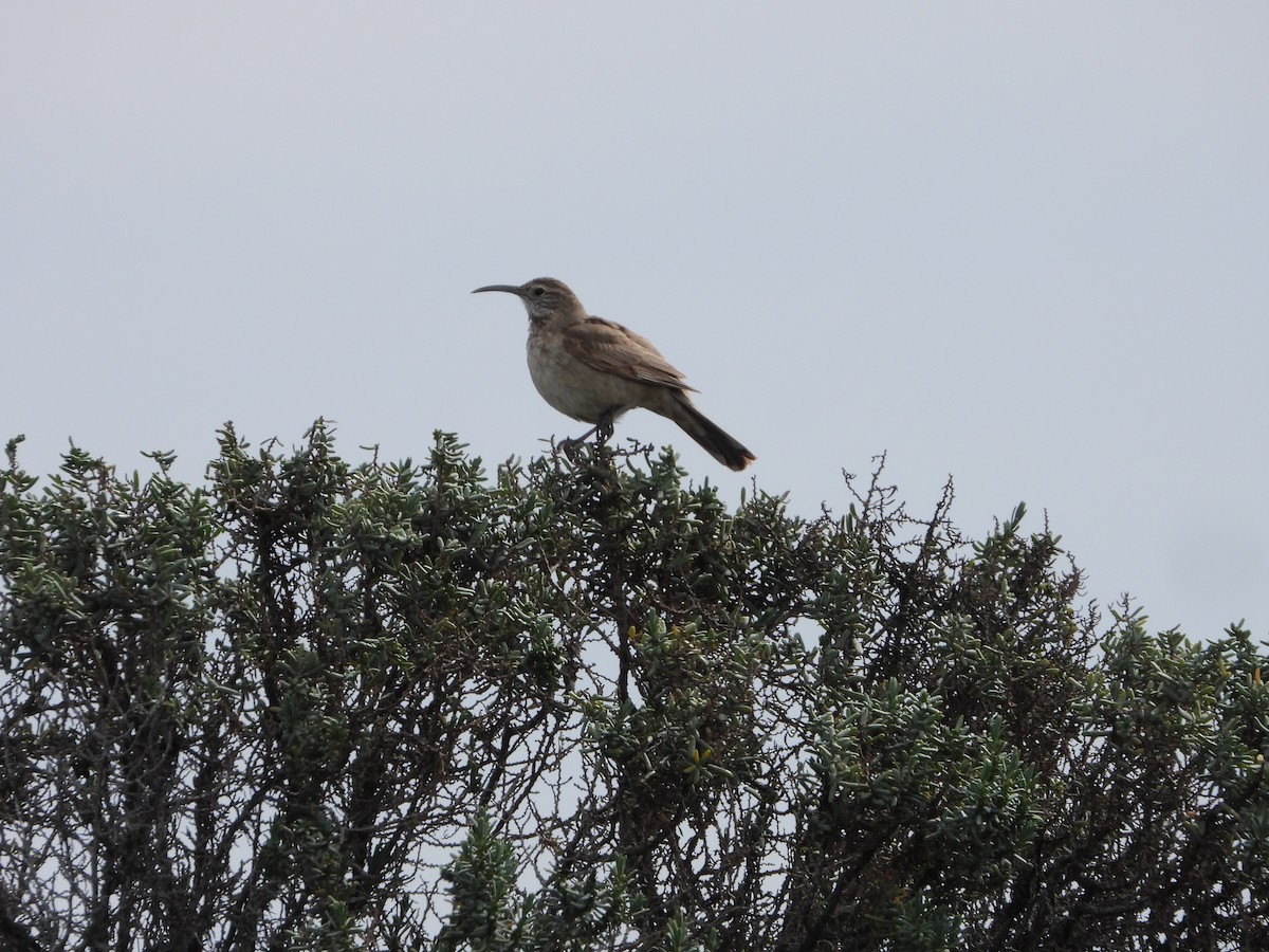 Scale-throated Earthcreeper - ML623774906