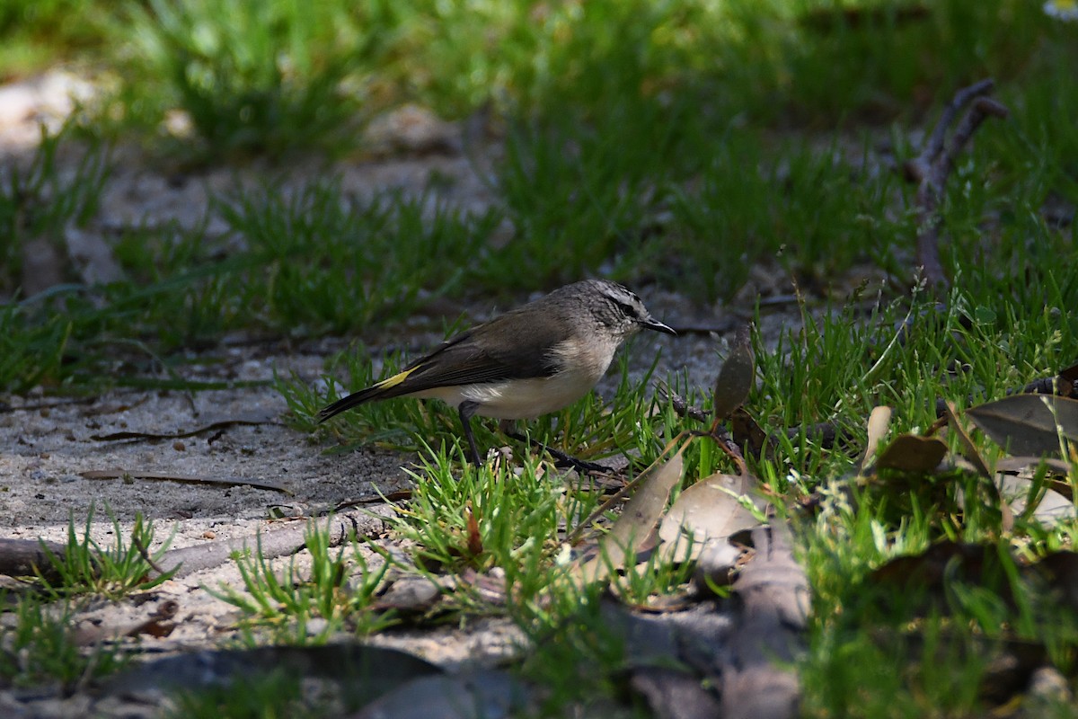 Yellow-rumped Thornbill - ML623774908