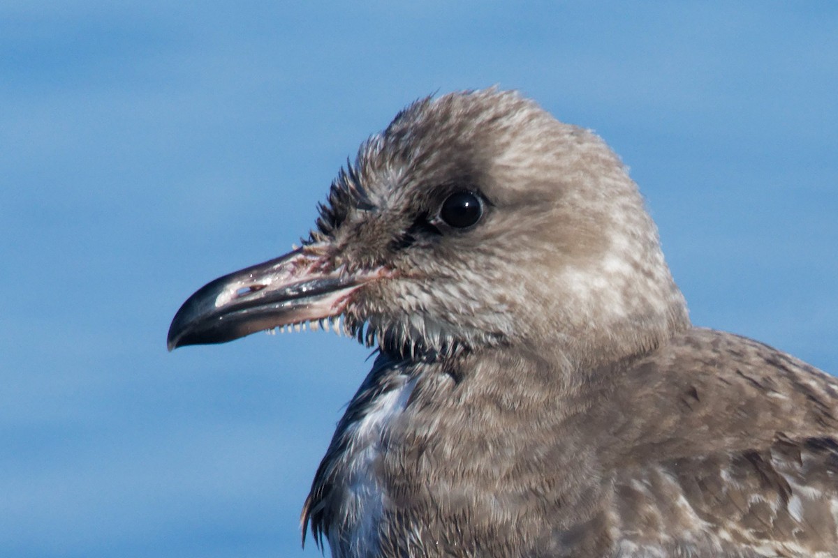 Herring Gull - ML623774920