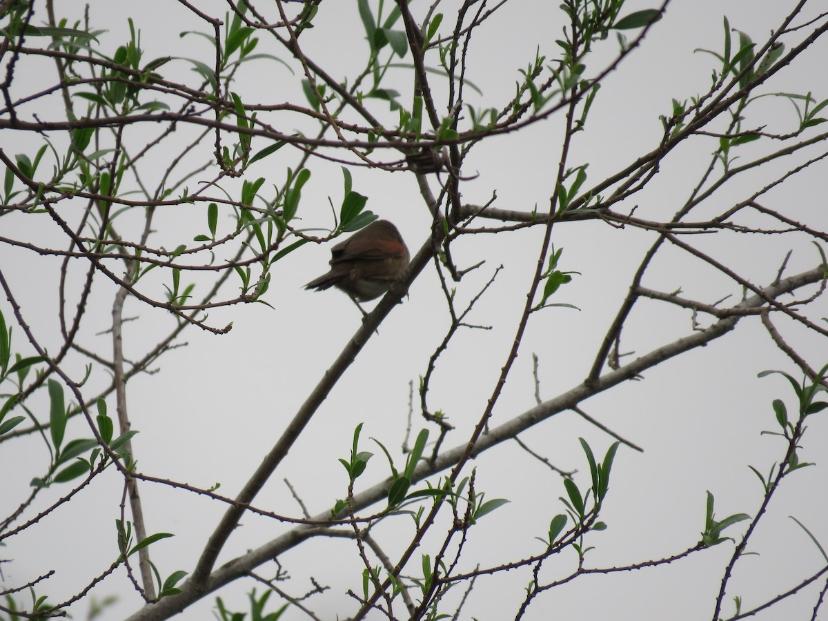 Stripe-crowned Spinetail - ML623774932