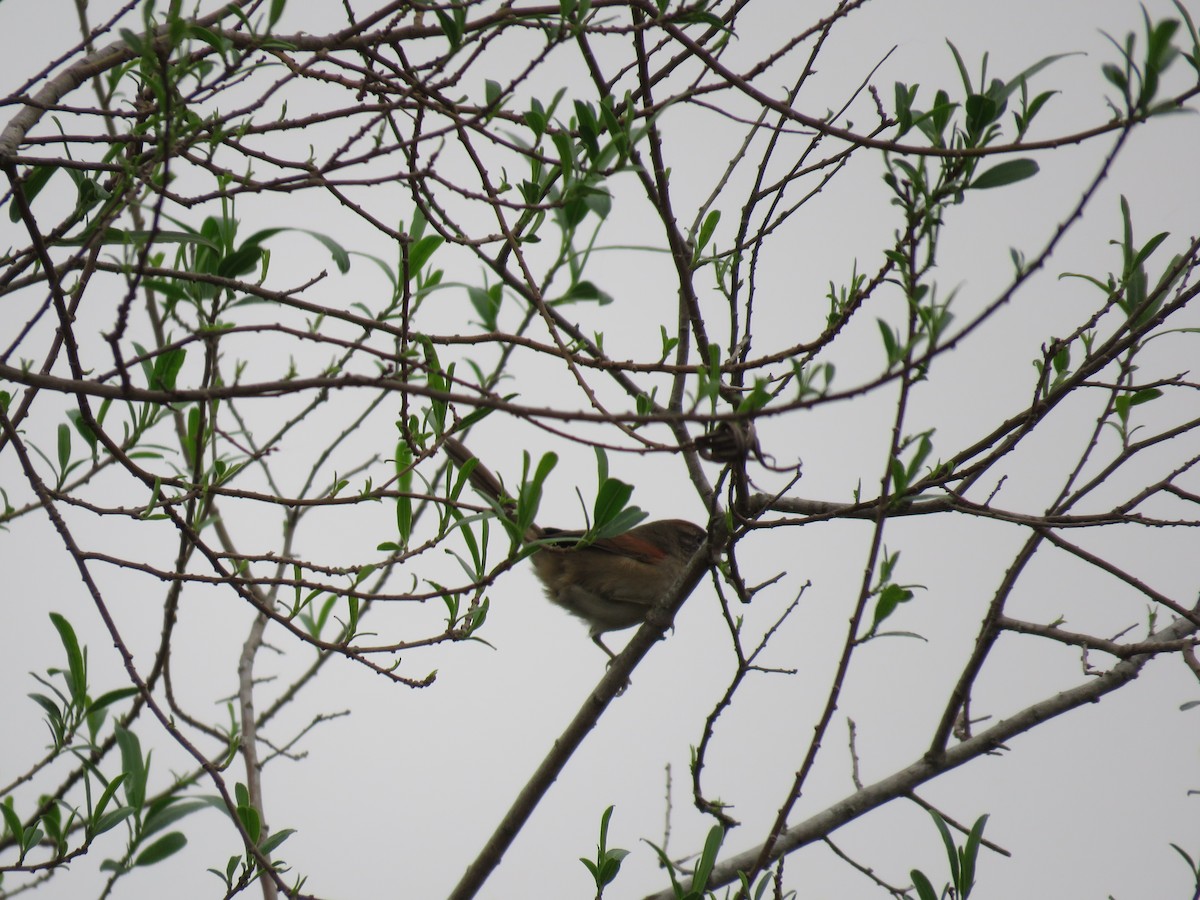 Stripe-crowned Spinetail - ML623774933