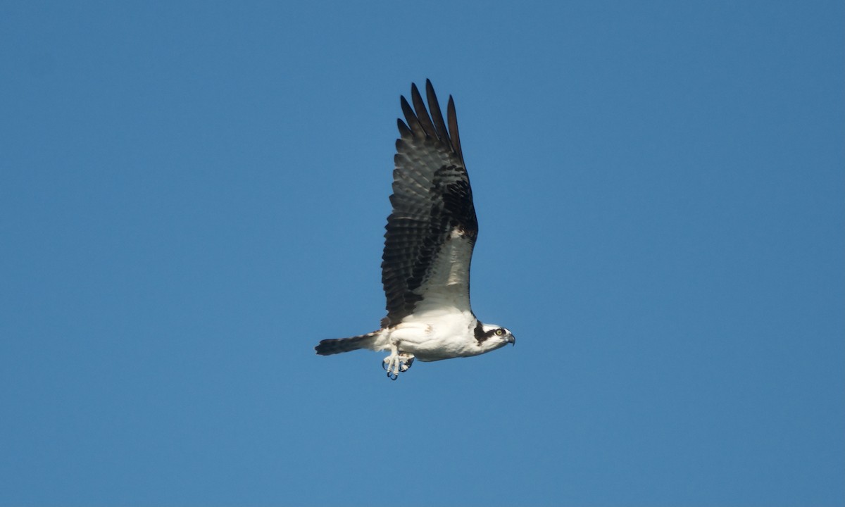 Águila Pescadora - ML623774949