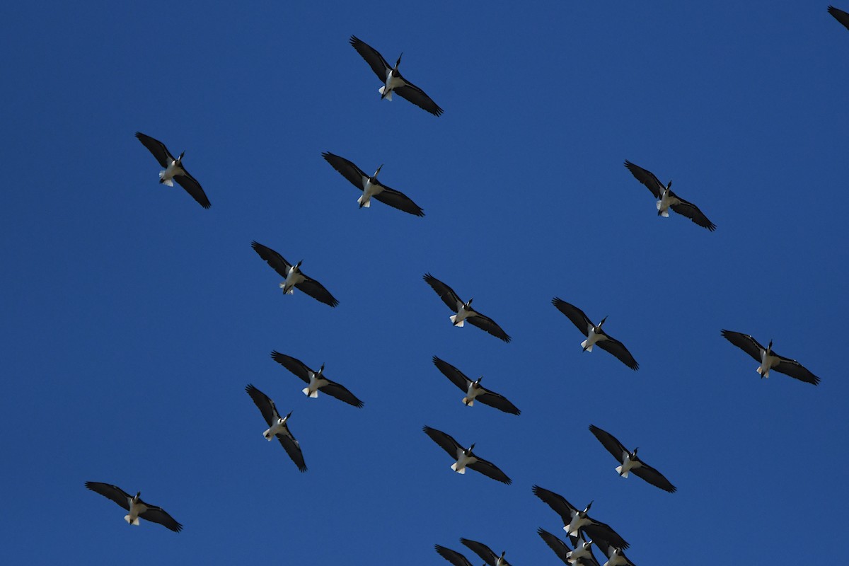 Straw-necked Ibis - ML623774961