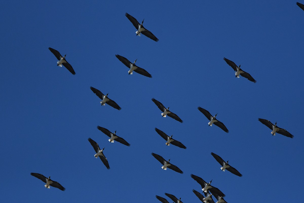 Straw-necked Ibis - ML623774961