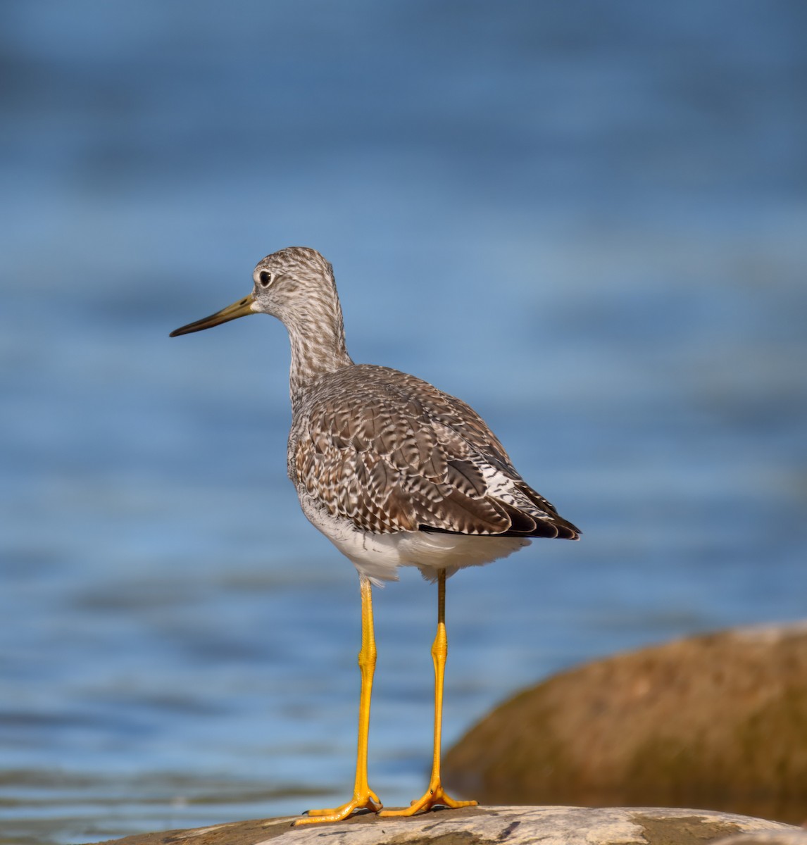 Greater Yellowlegs - ML623774964