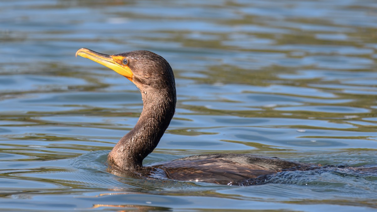 Double-crested Cormorant - ML623774973