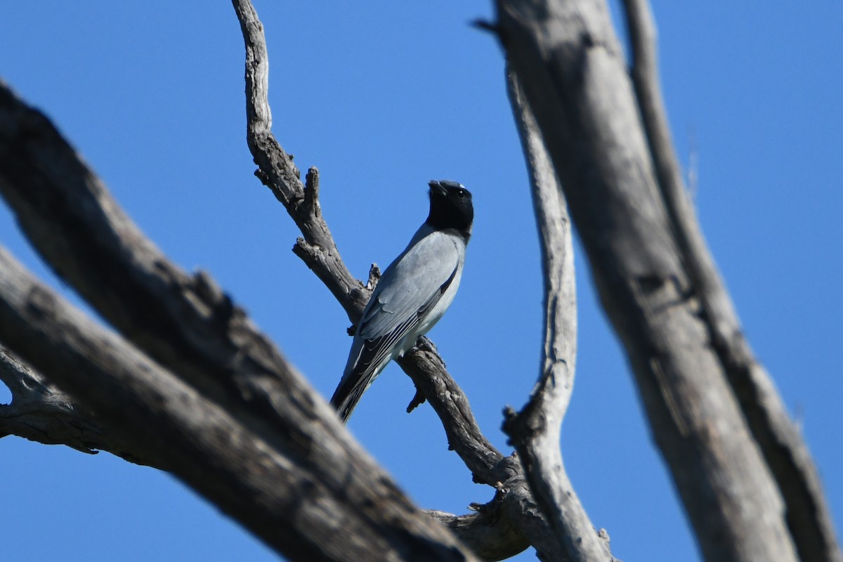 Black-faced Cuckooshrike - ML623774980