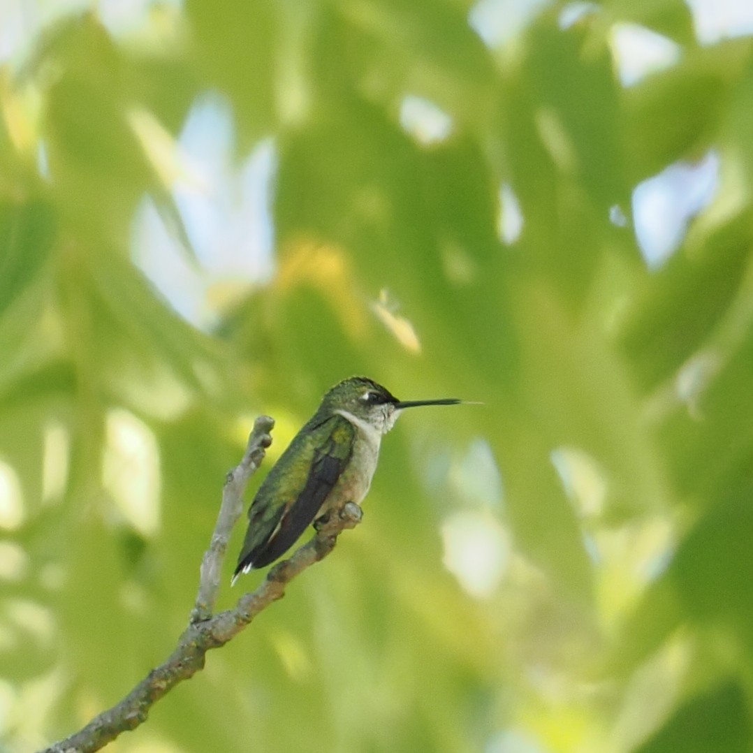 Colibrí Gorjirrubí - ML623774990