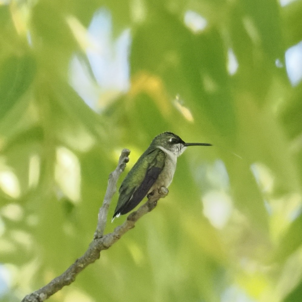 Colibrí Gorjirrubí - ML623774991