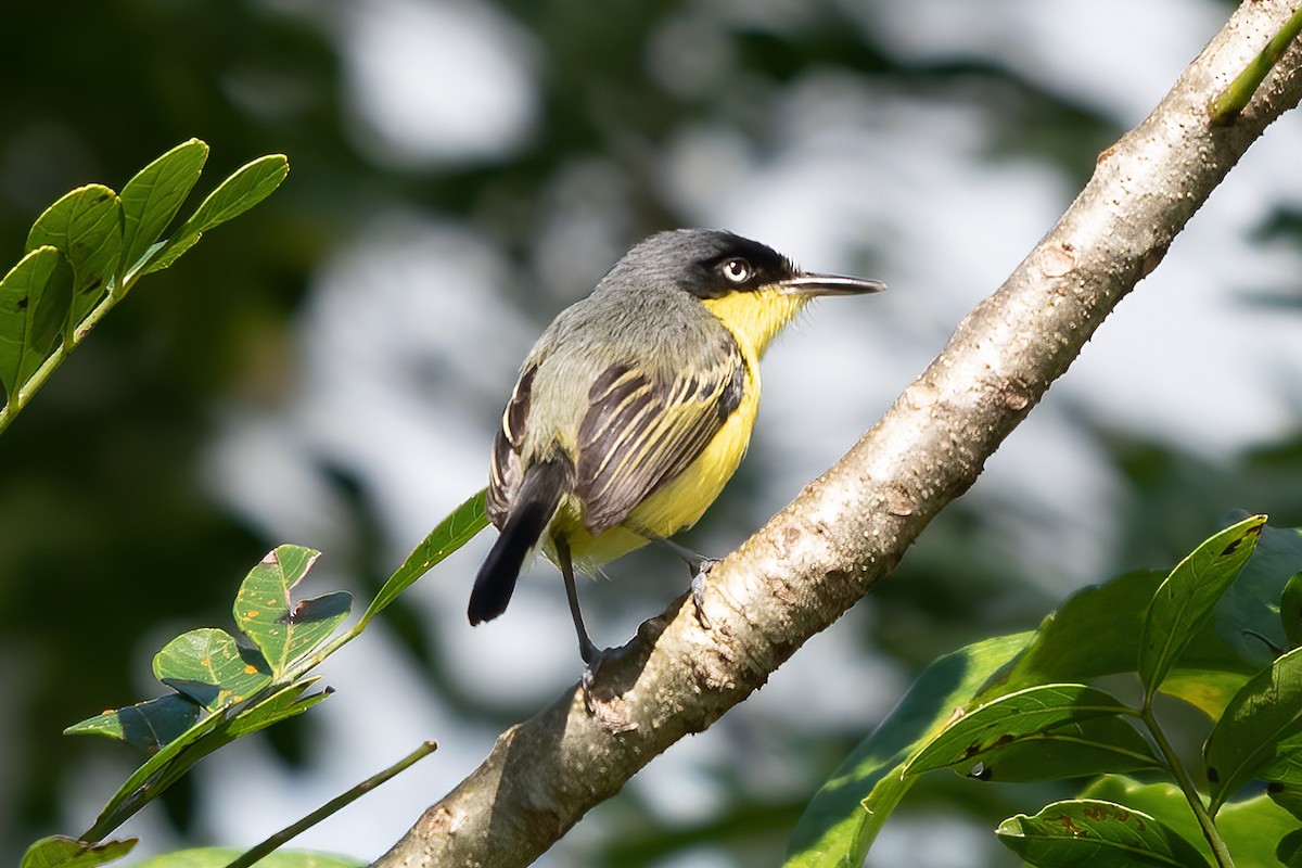 Common Tody-Flycatcher - ML623775008