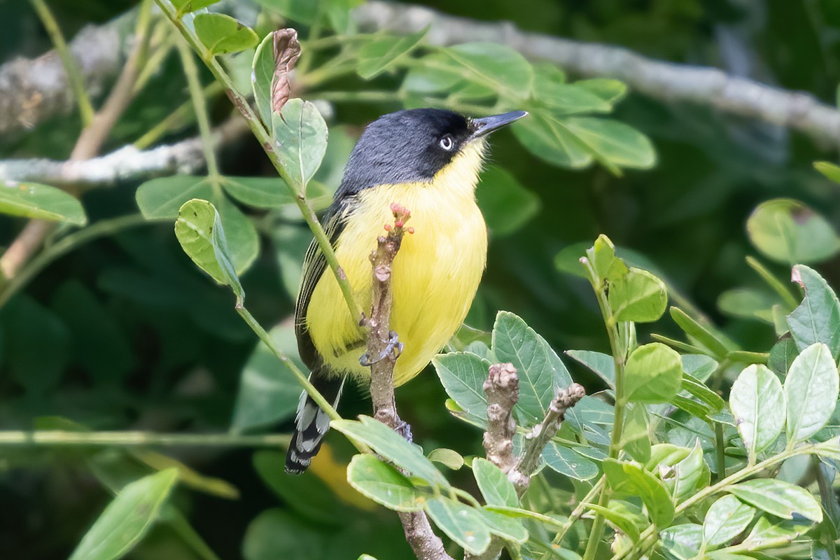 Common Tody-Flycatcher - ML623775009