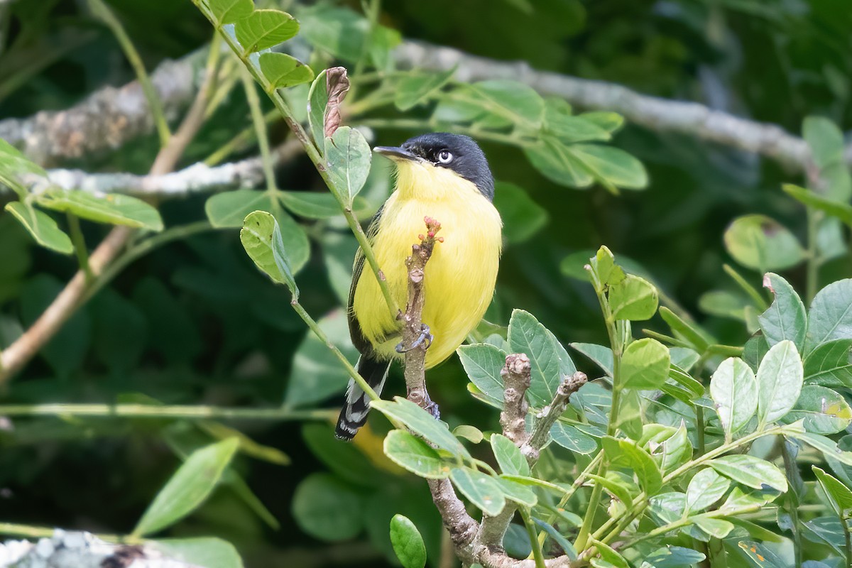 Common Tody-Flycatcher - ML623775010