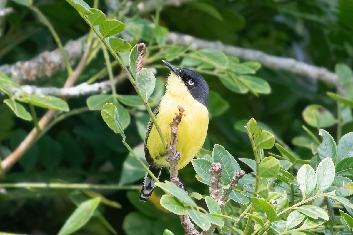 Common Tody-Flycatcher - ML623775012