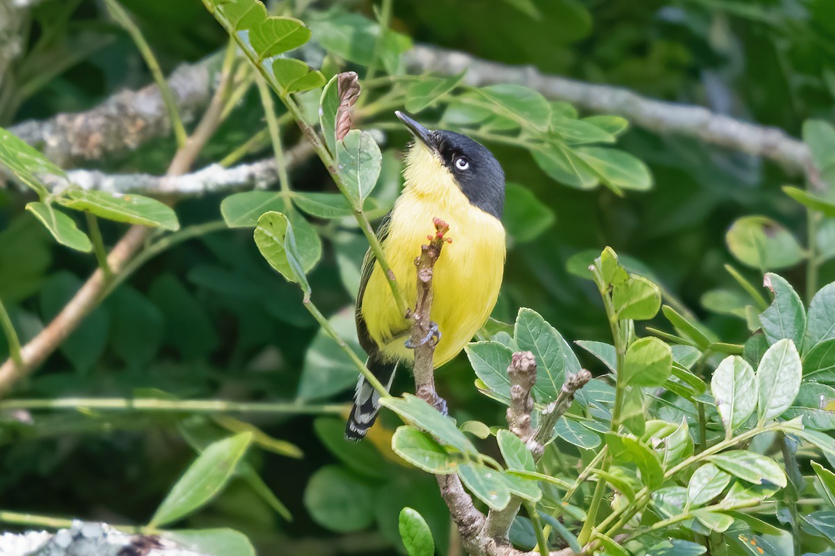 Common Tody-Flycatcher - ML623775013