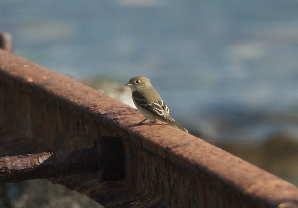 Alder/Willow Flycatcher (Traill's Flycatcher) - ML623775021