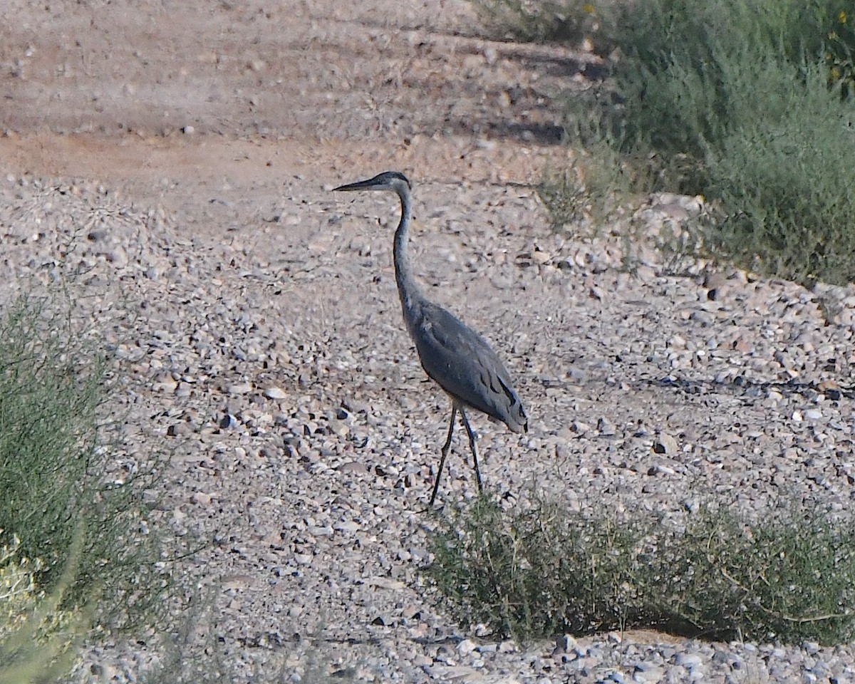 Great Blue Heron - ML623775030