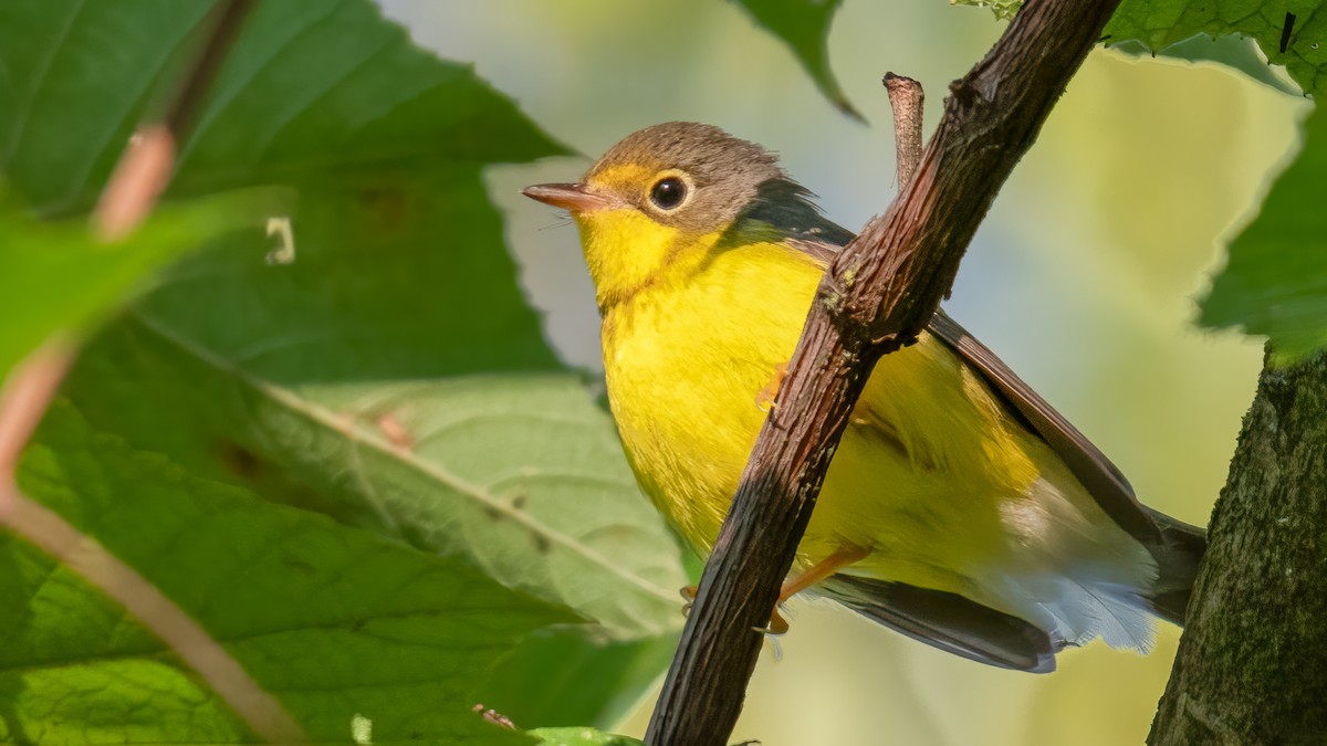 Canada Warbler - ML623775099