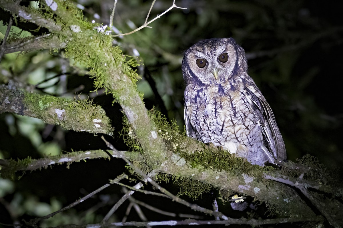 Black-capped Screech-Owl - Leonildo Piovesan