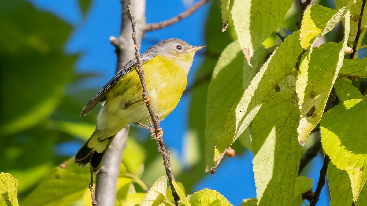 Magnolia Warbler - Tom Hudson