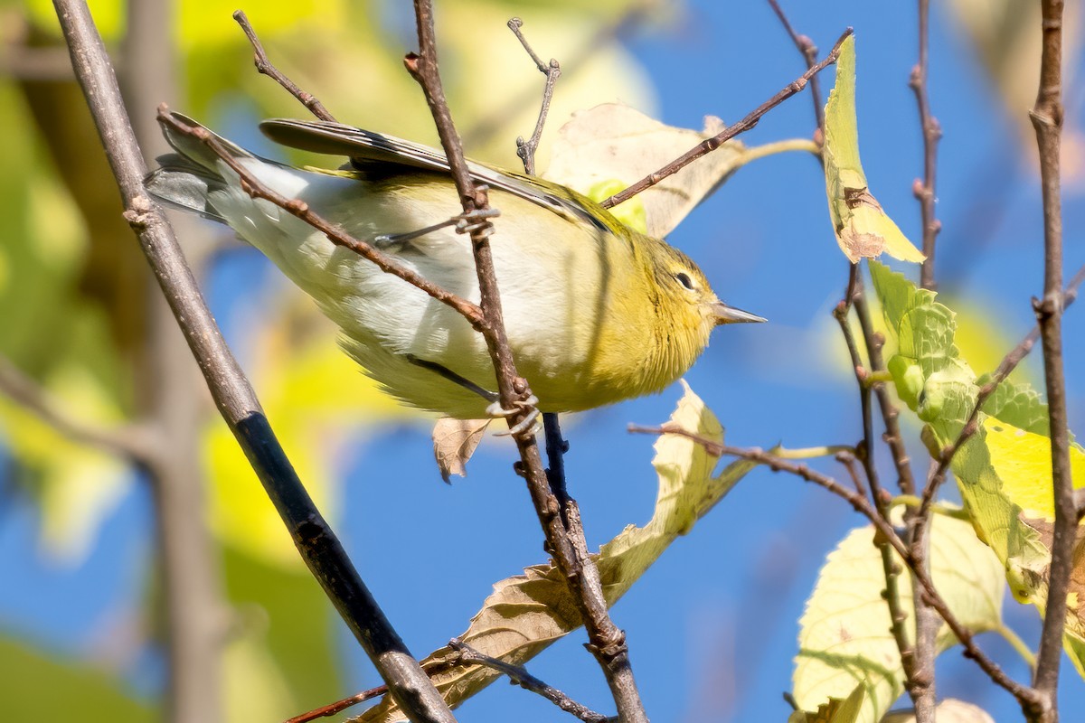 Tennessee Warbler - ML623775127