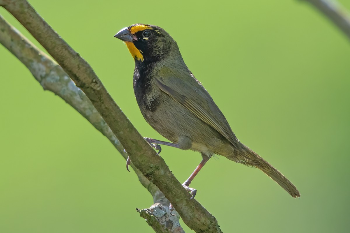 Yellow-faced Grassquit - Allen Chartier