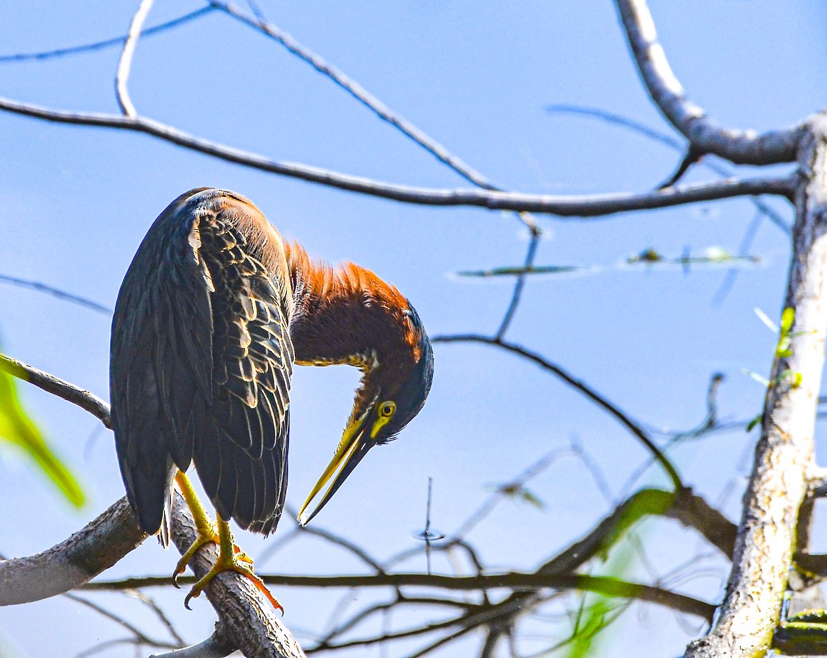 Green Heron - ML623775188