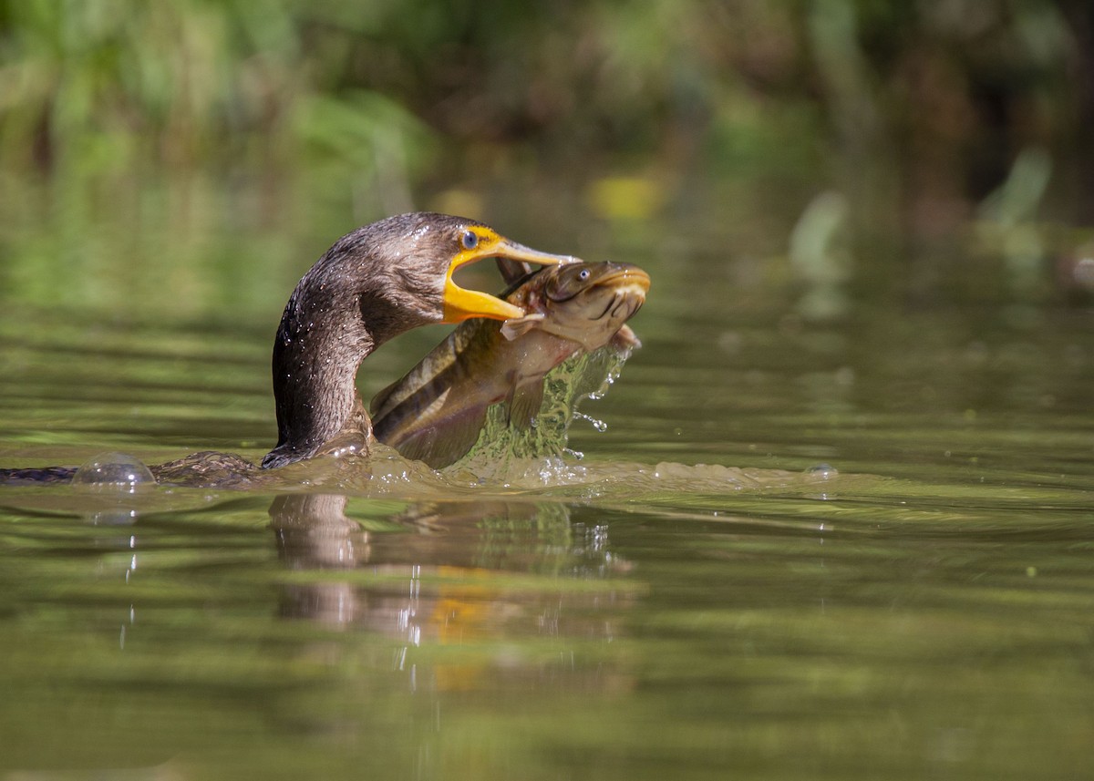 Double-crested Cormorant - ML623775208