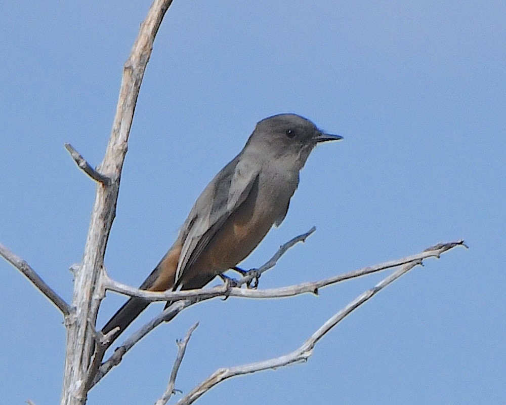 Say's Phoebe - ML623775237