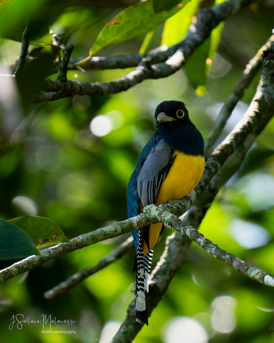 Gartered Trogon - Javier Solano Malavassi