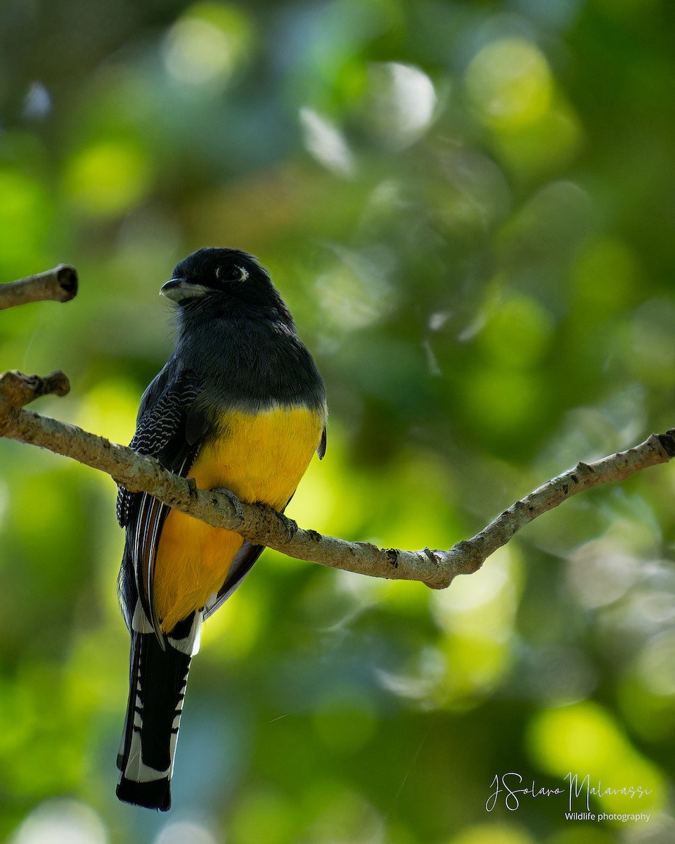 trogon podvazkový - ML623775296