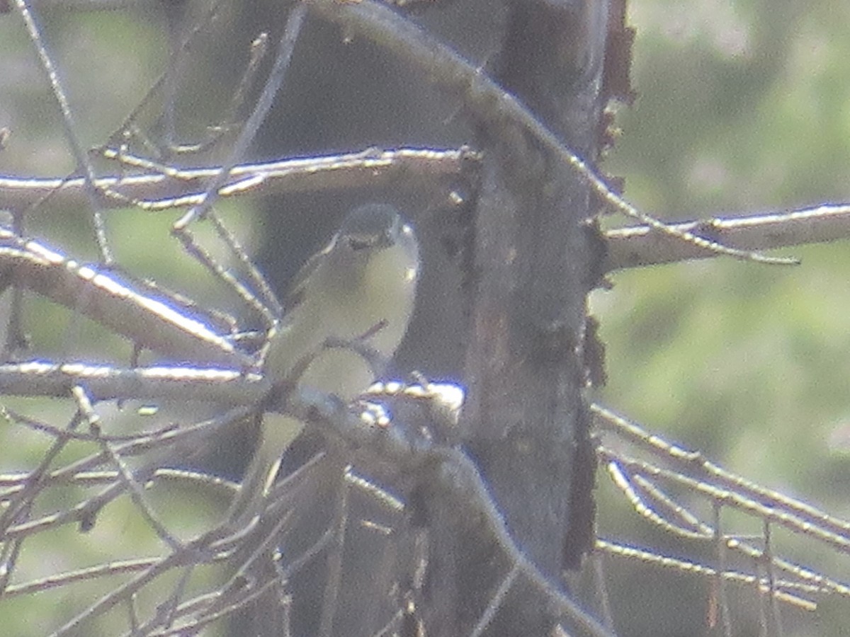 Cassin's Vireo - George Waaler