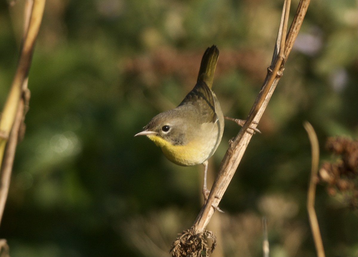 Common Yellowthroat - ML623775317