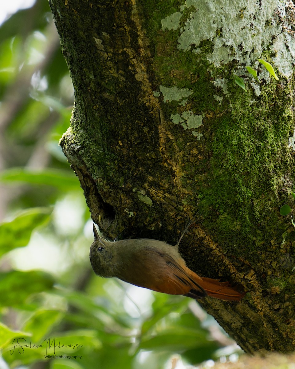 Olivaceous Woodcreeper - ML623775321