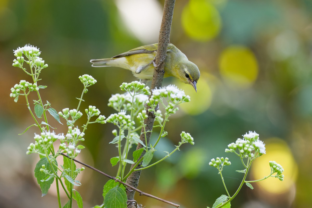 Tennessee Warbler - Ankur Dave