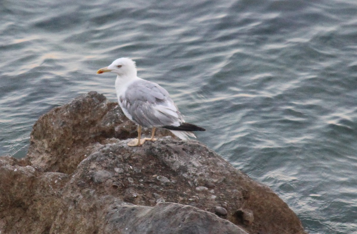 Gaviota Patiamarilla - ML623775334